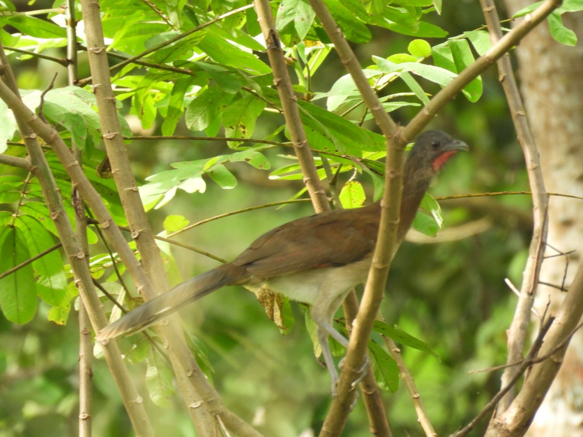 Gray-headed Chachalaca - ML643064816