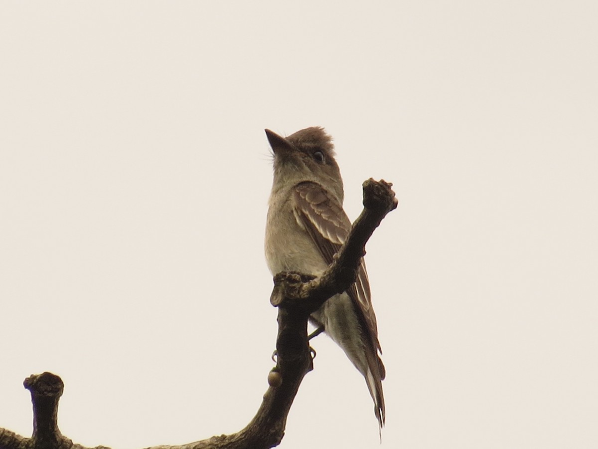 Contopus sp. - ML643064828