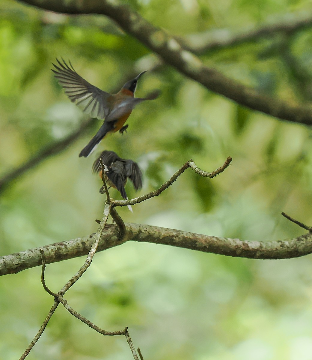Eastern Spinebill - ML643064829