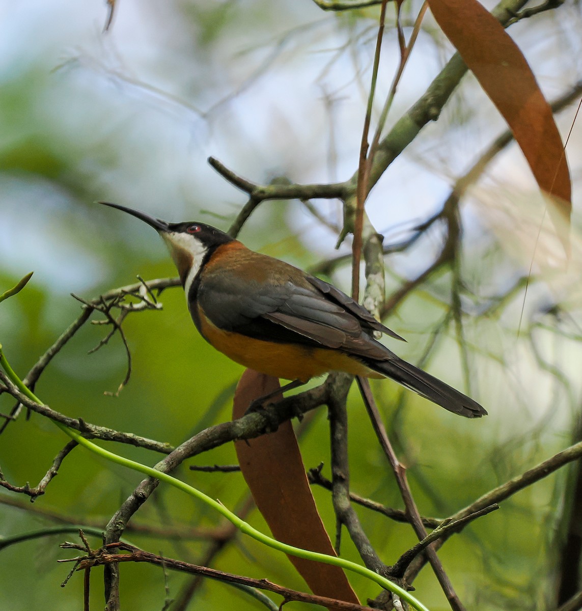Eastern Spinebill - ML643064830