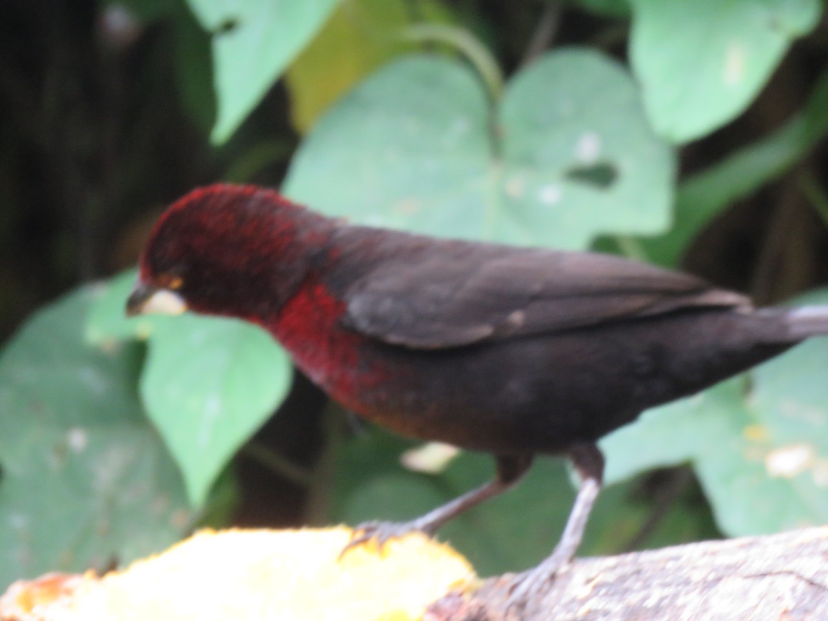 Silver-beaked Tanager - ML643064831