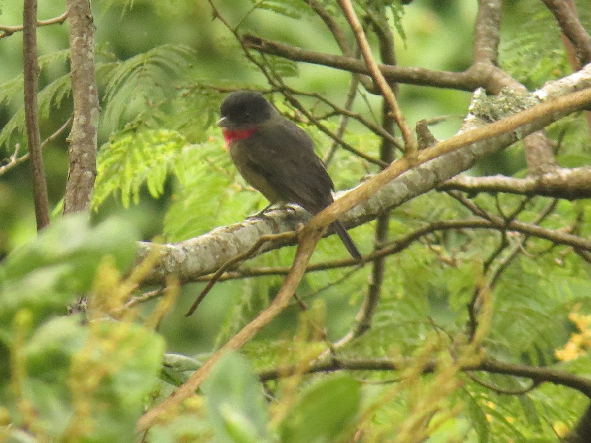 Rose-throated Becard - ML643064919