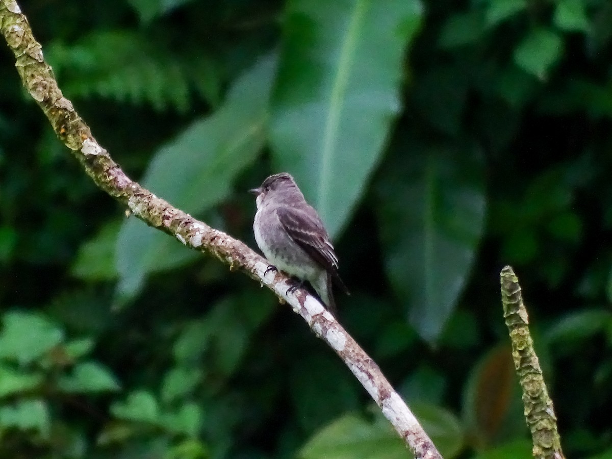 Contopus sp. - ML643064954