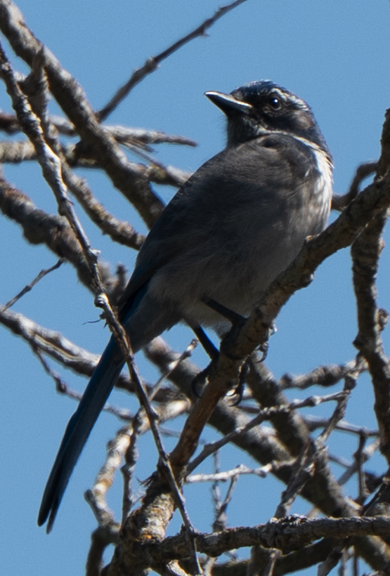 California Scrub-Jay - ML643064955
