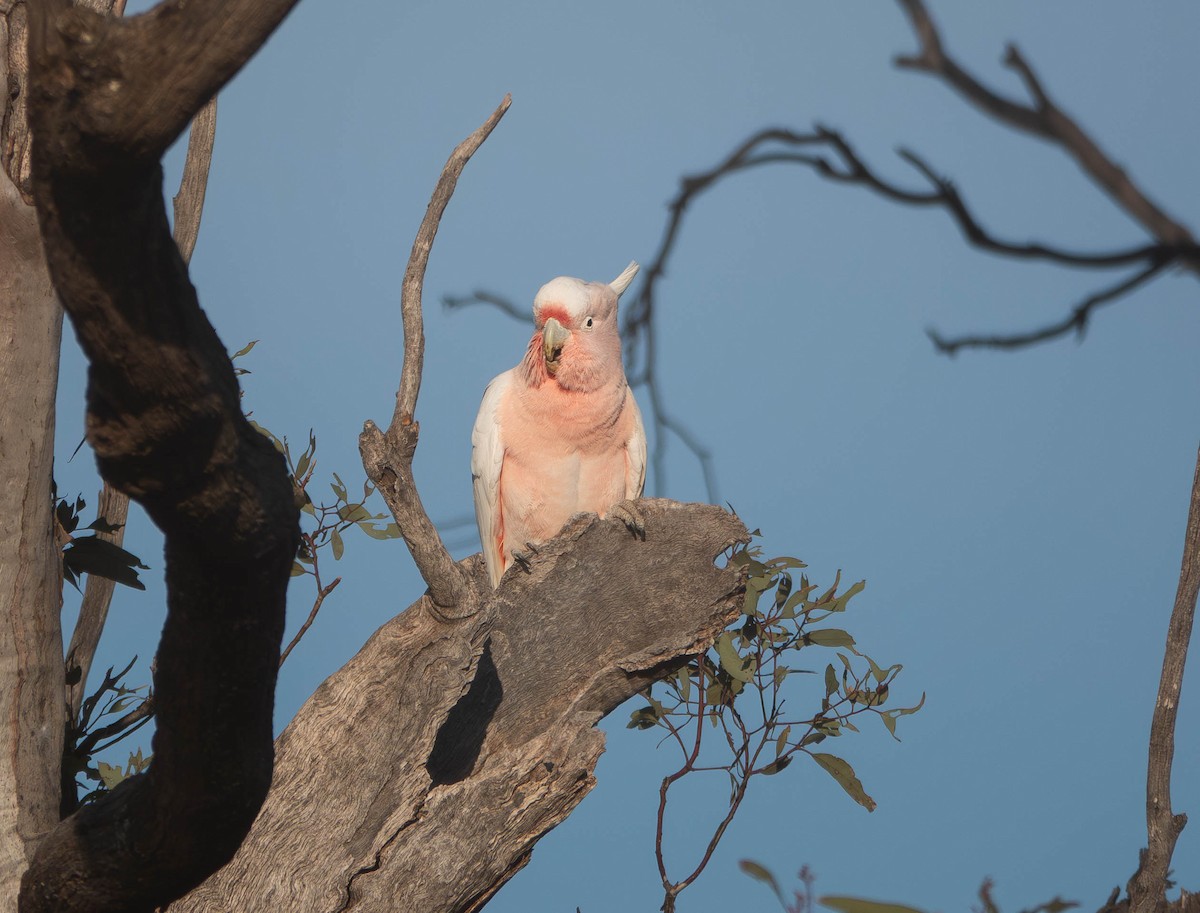 Pink Cockatoo - ML643064963