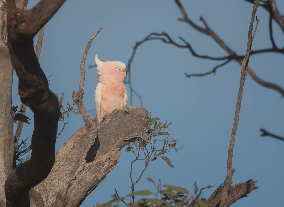 Pink Cockatoo - ML643064964