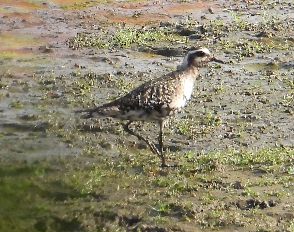 kulík hnědokřídlý - ML643064968