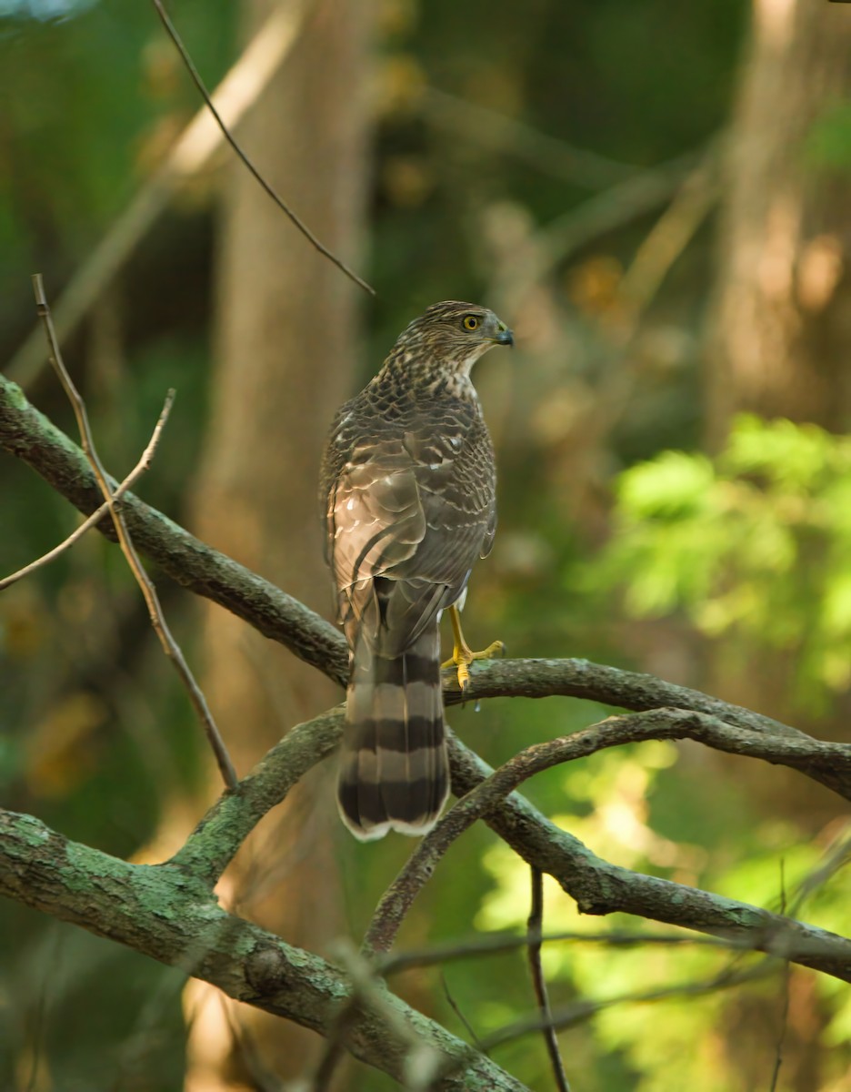 Cooper's Hawk - ML643064989
