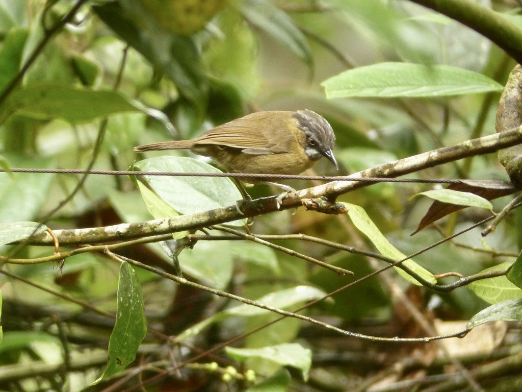 Gray-throated Babbler - ML643064990