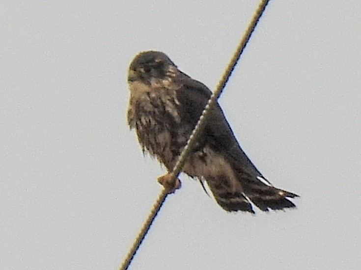 Merlin - ML643065014