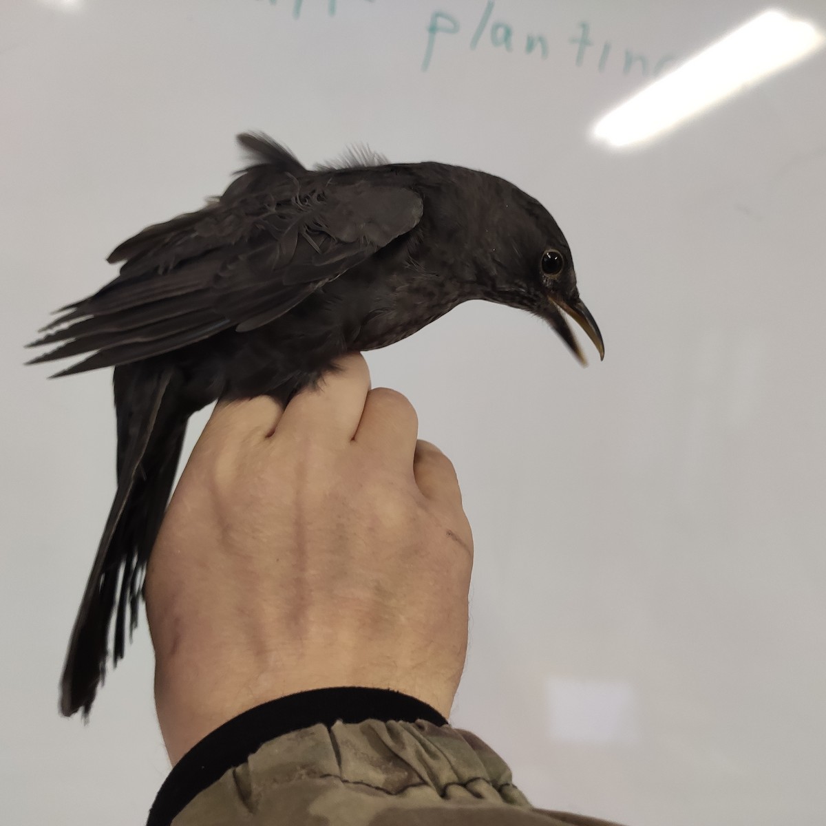 Eurasian Blackbird - ML643065017