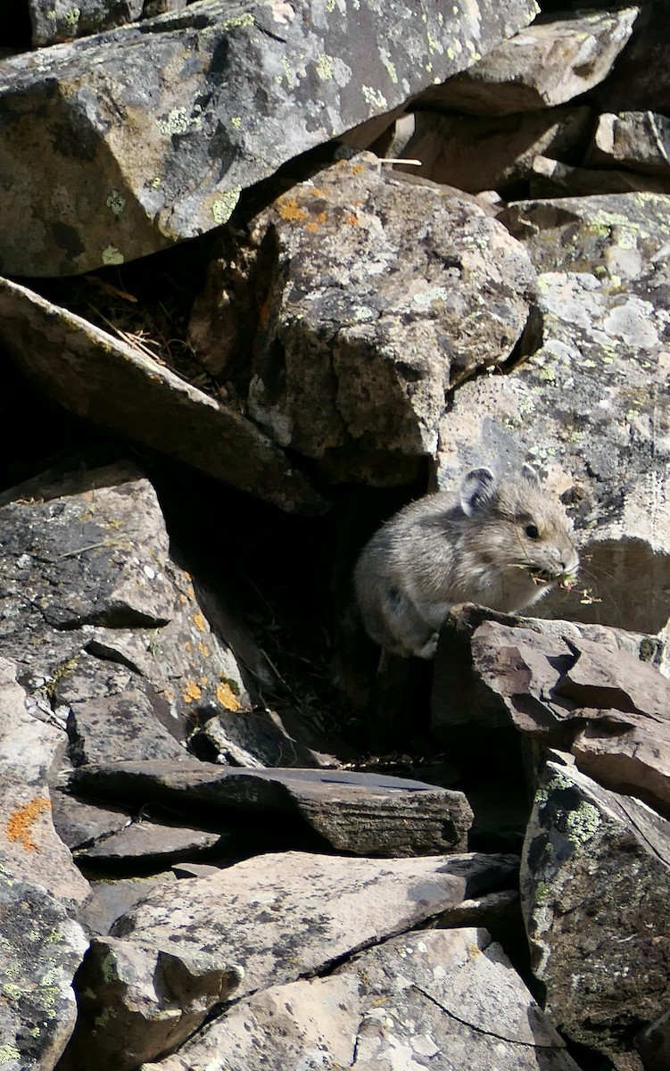 American Pika - ML643065020