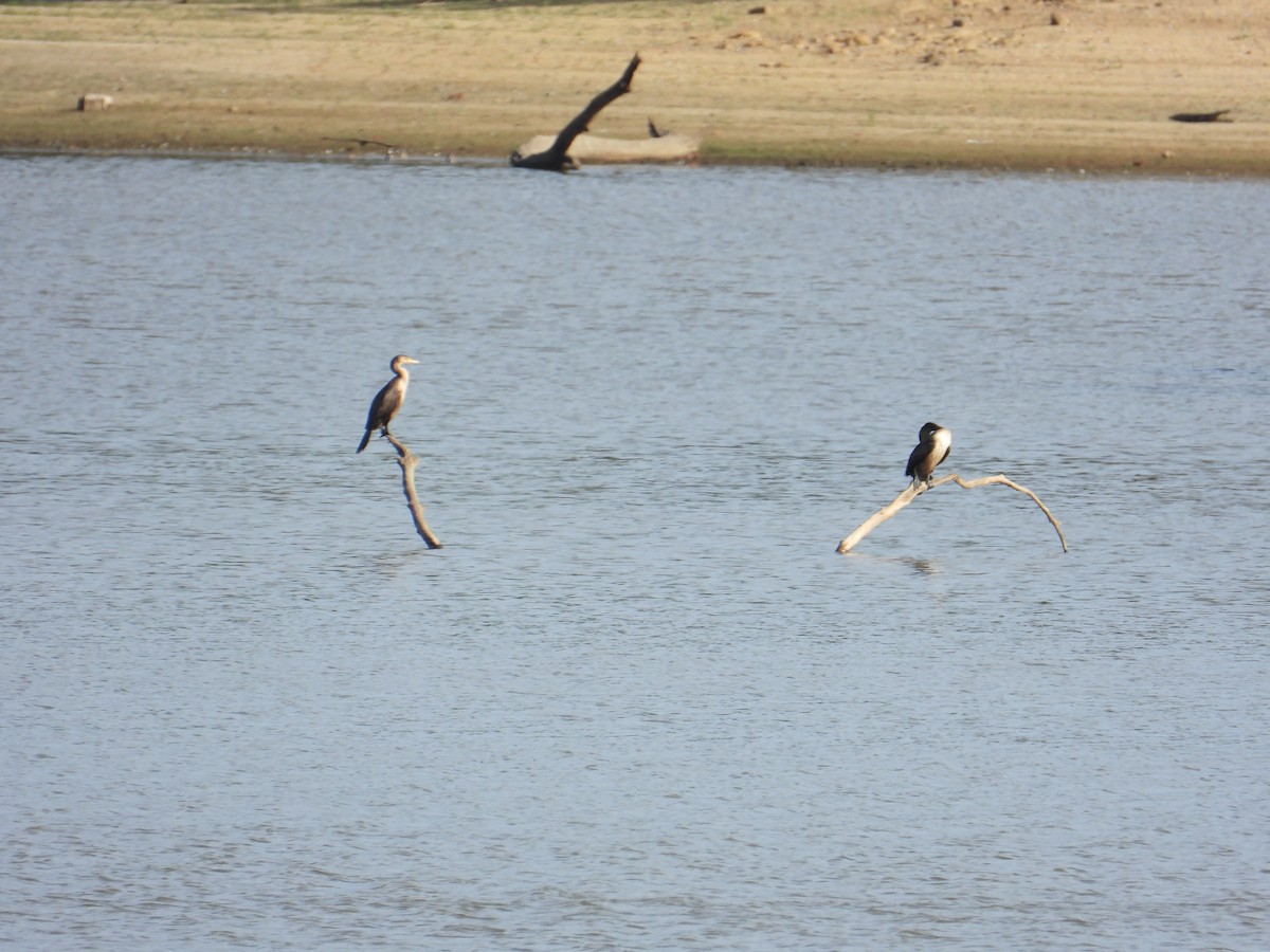 kormorán ušatý - ML643065024