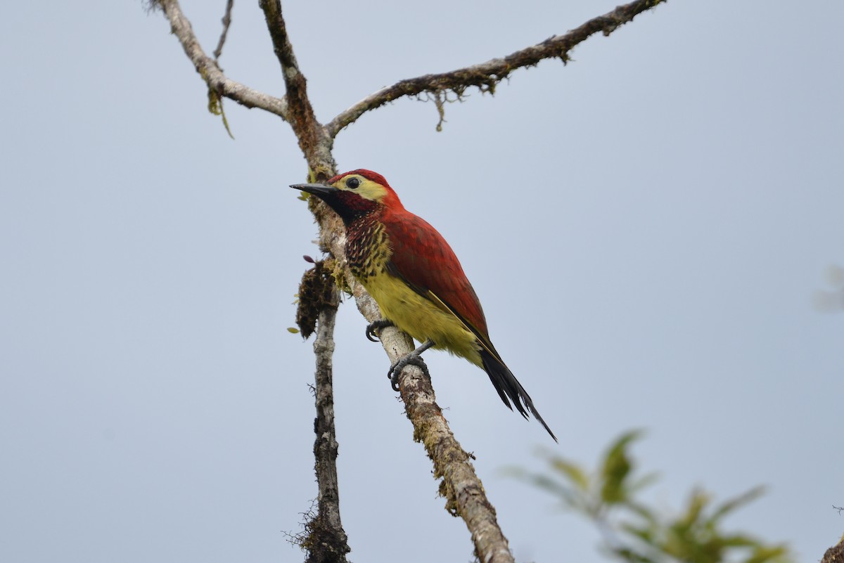 Crimson-mantled Woodpecker - ML643065042
