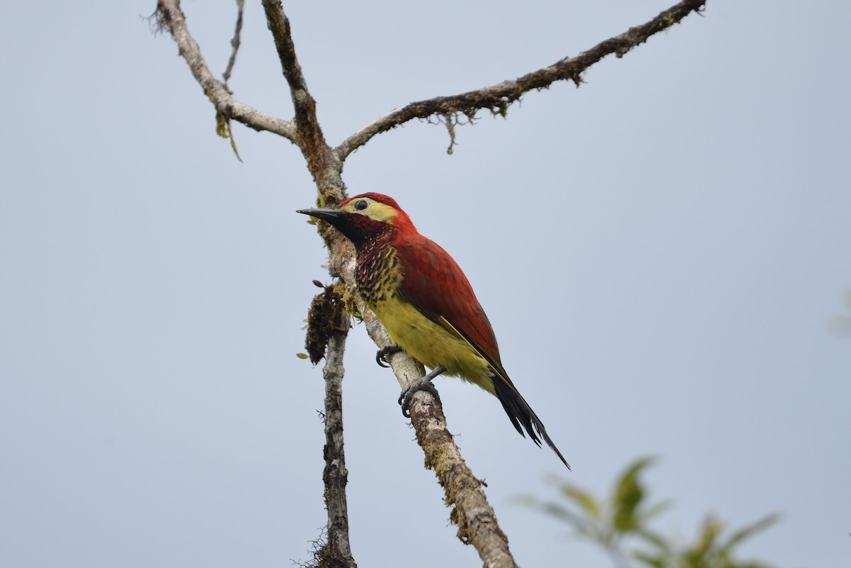 Crimson-mantled Woodpecker - ML643065043