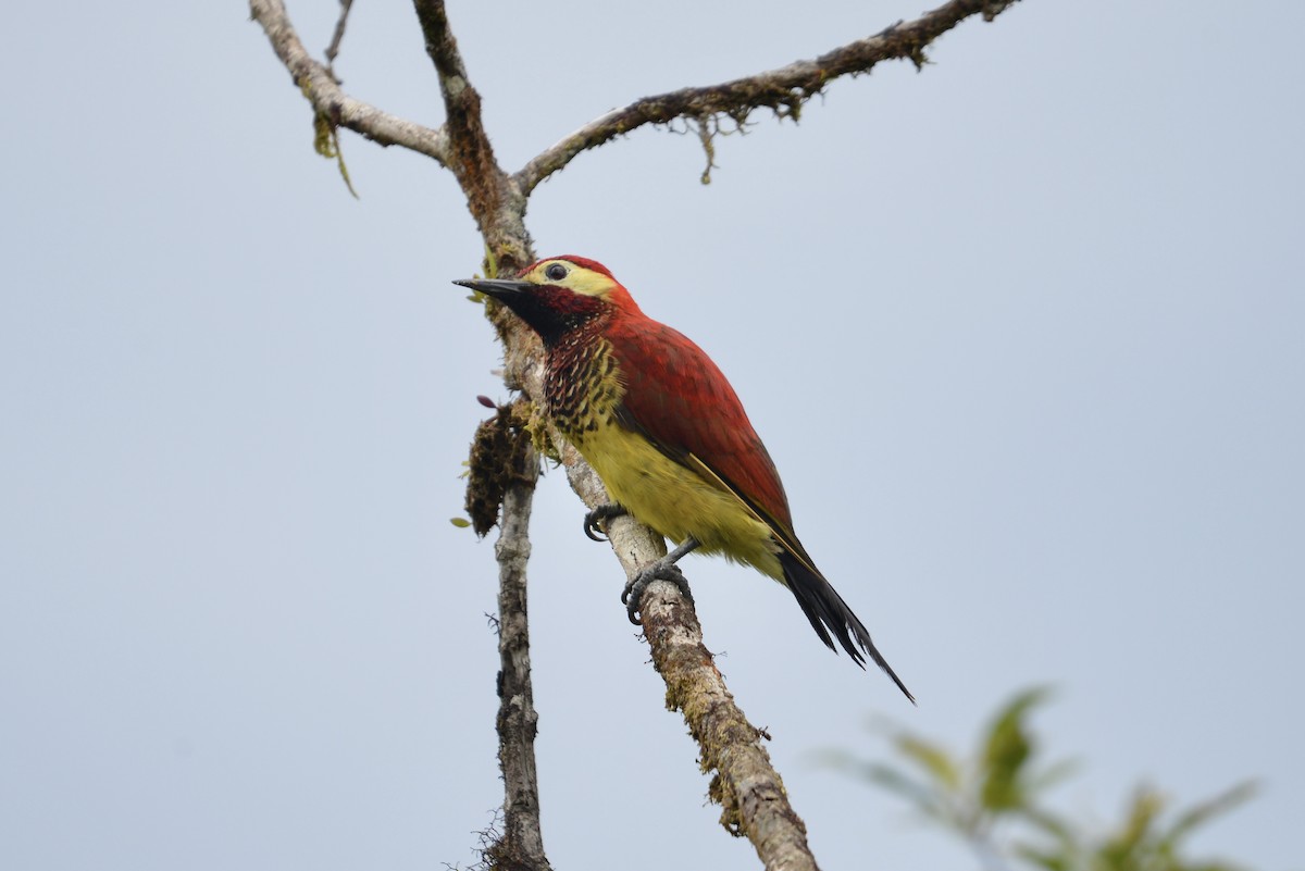 Crimson-mantled Woodpecker - ML643065044