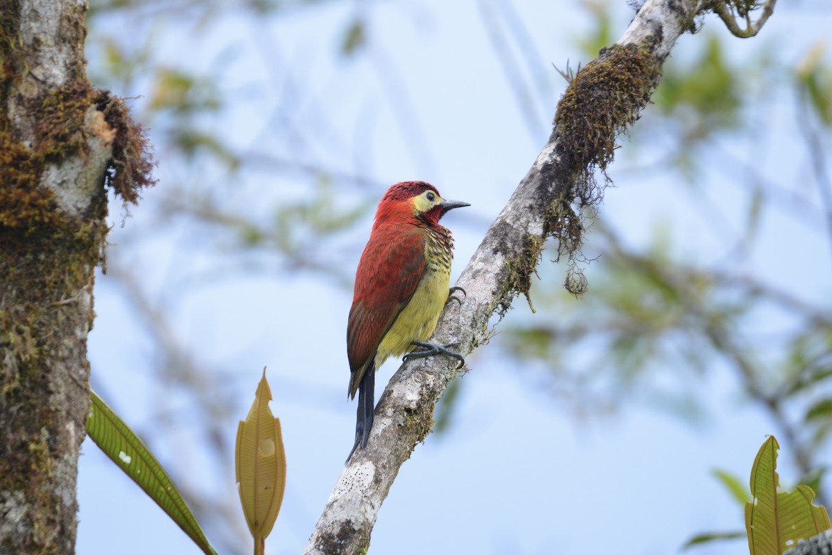 Crimson-mantled Woodpecker - ML643065045