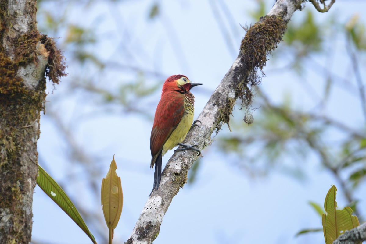 Crimson-mantled Woodpecker - ML643065046