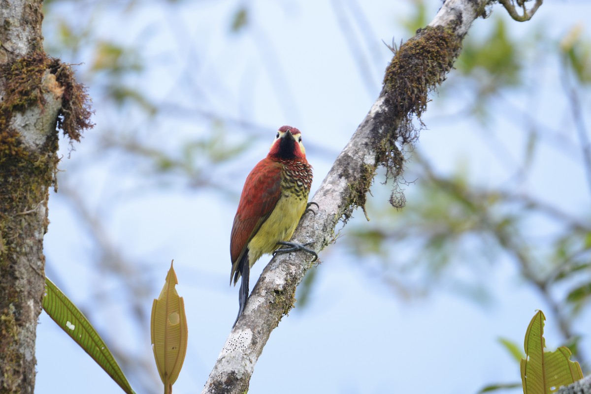Crimson-mantled Woodpecker - ML643065047
