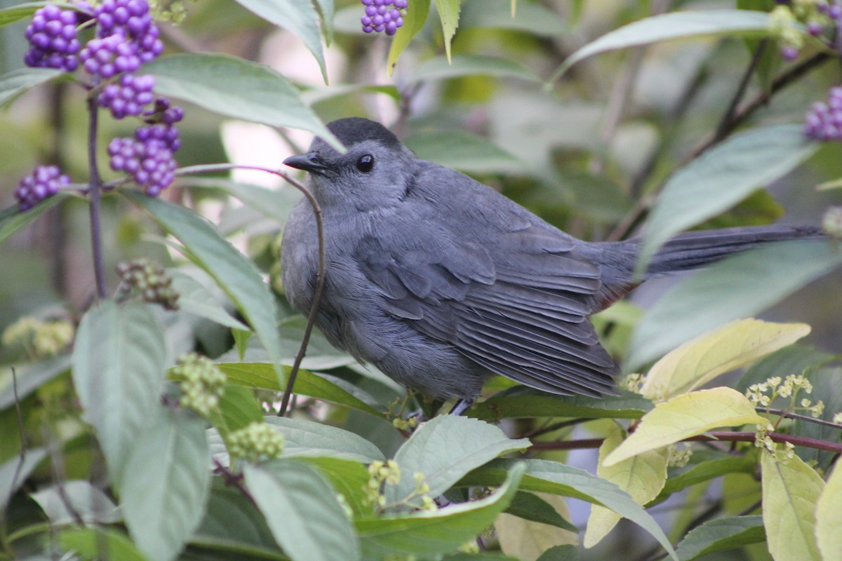 Gray Catbird - ML643065067