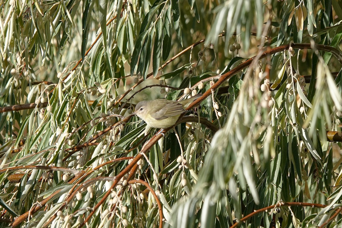 Western Warbling Vireo - ML643065068