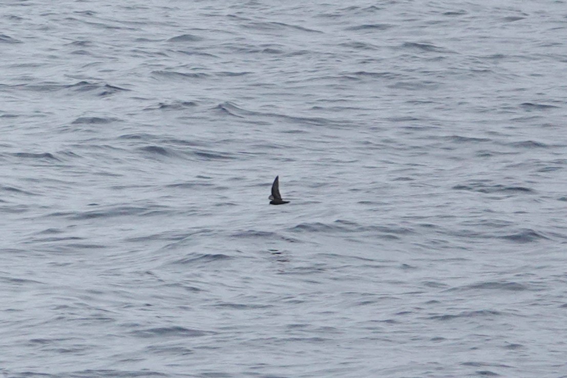 Least Storm-Petrel - ML643065070