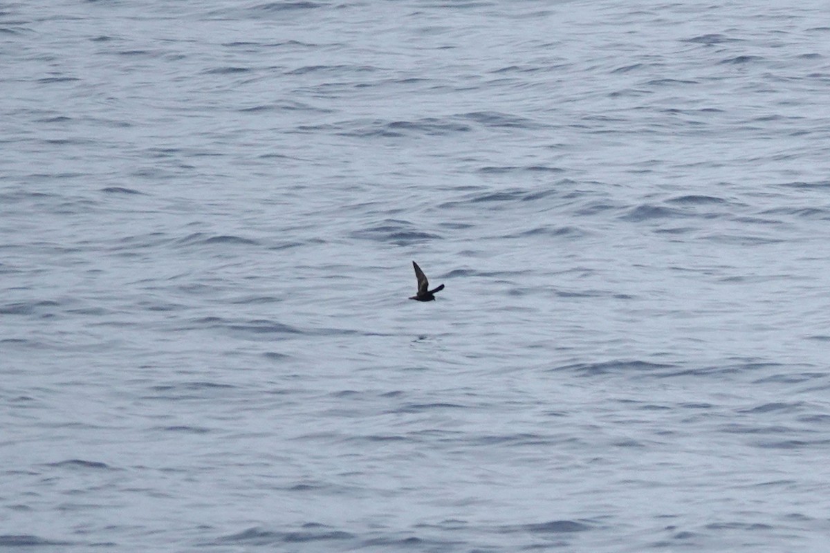 Least Storm-Petrel - ML643065071