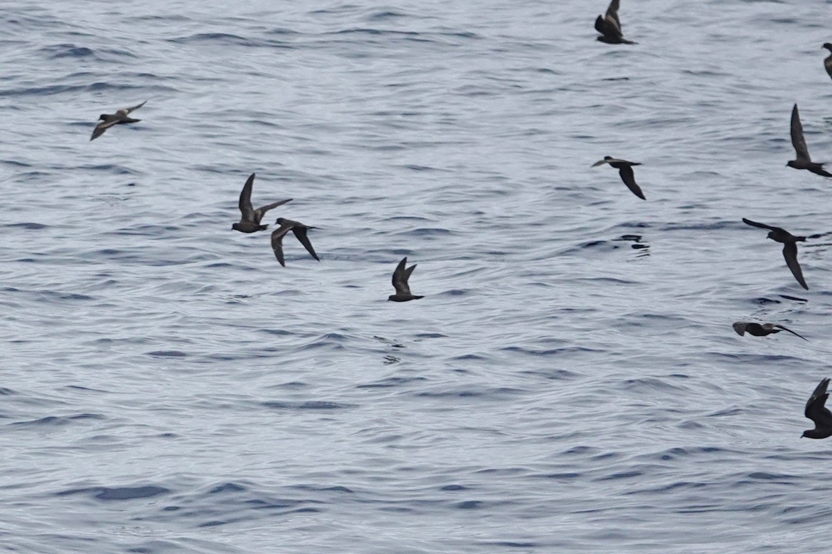 Least Storm-Petrel - ML643065072