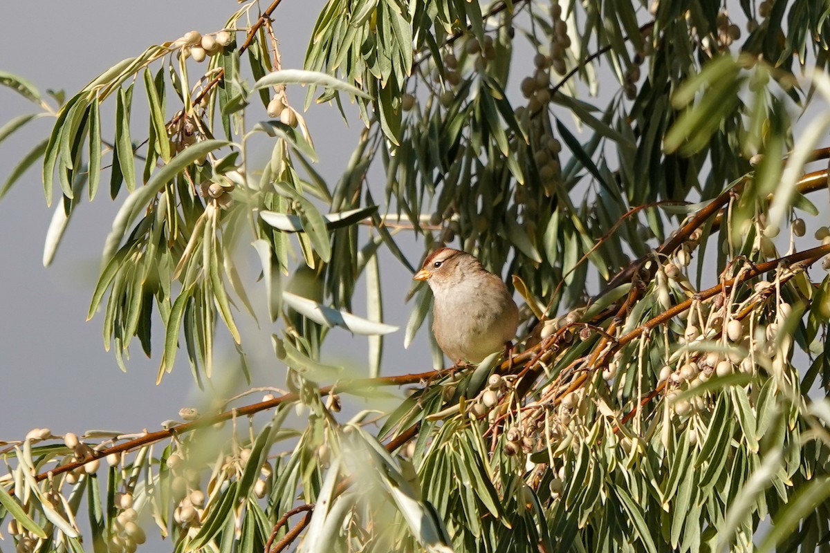 White-crowned Sparrow - ML643065075