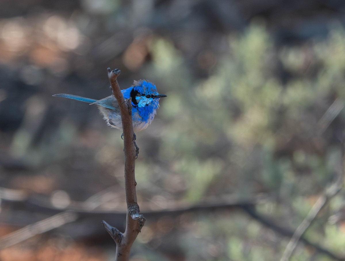 Splendid Fairywren - ML643065096
