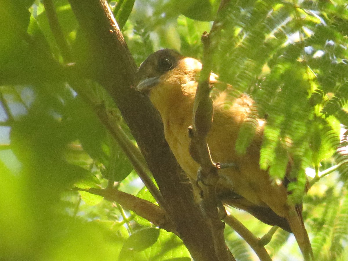 Rose-throated Becard - ML643065102