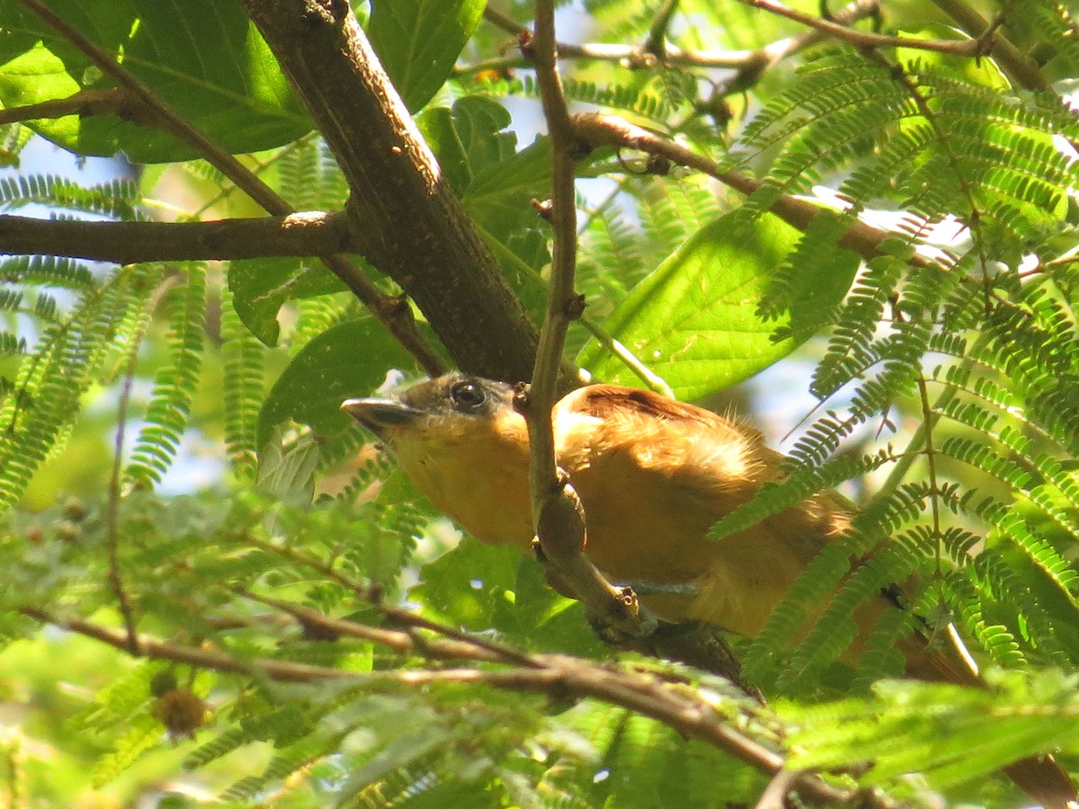 Rose-throated Becard - ML643065103