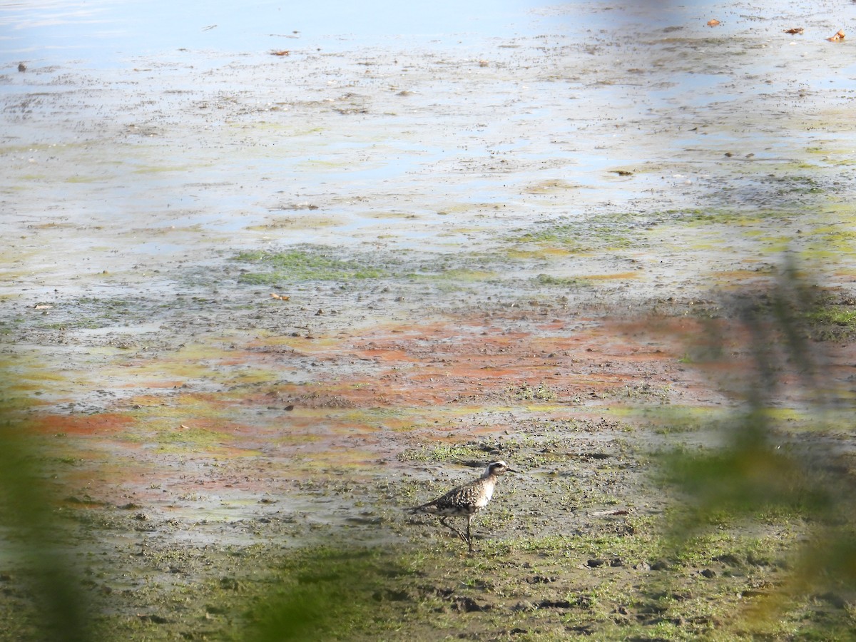 kulík hnědokřídlý - ML643065116