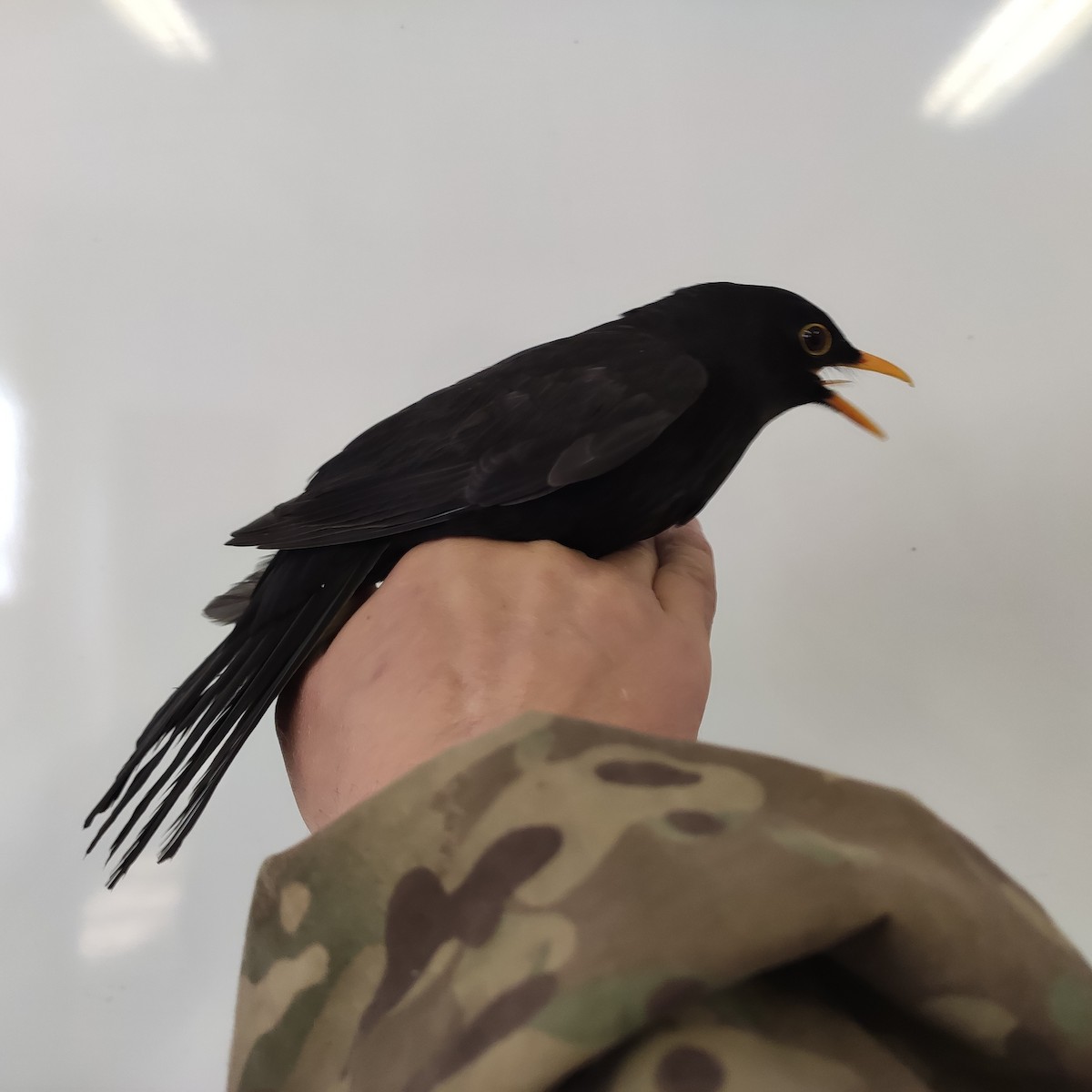 Eurasian Blackbird - ML643065141