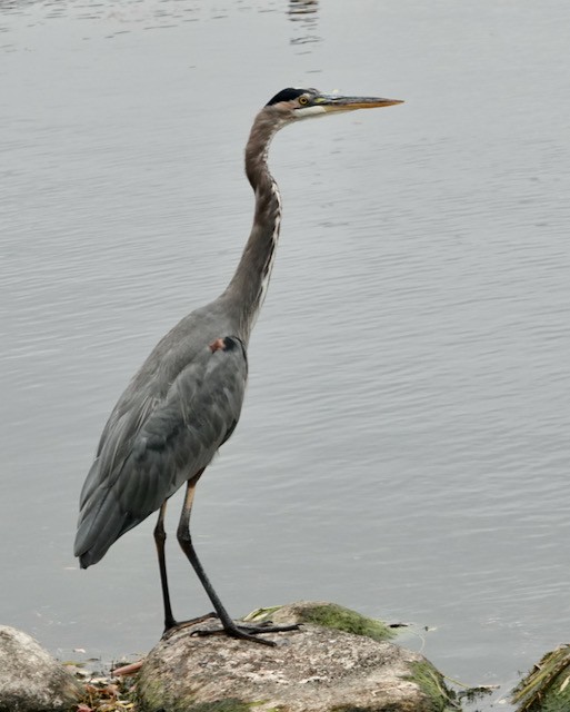 Great Blue Heron - ML643065142