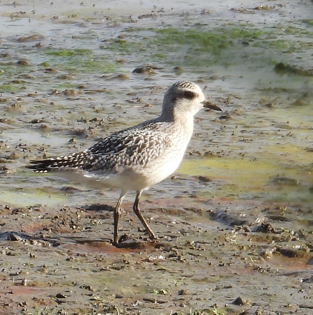 kulík bledý - ML643065152