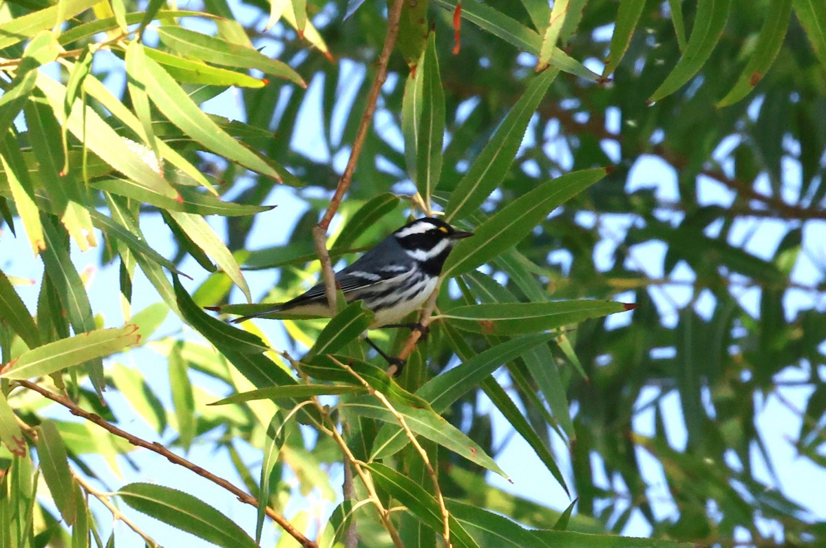 Black-throated Gray Warbler - ML643065155