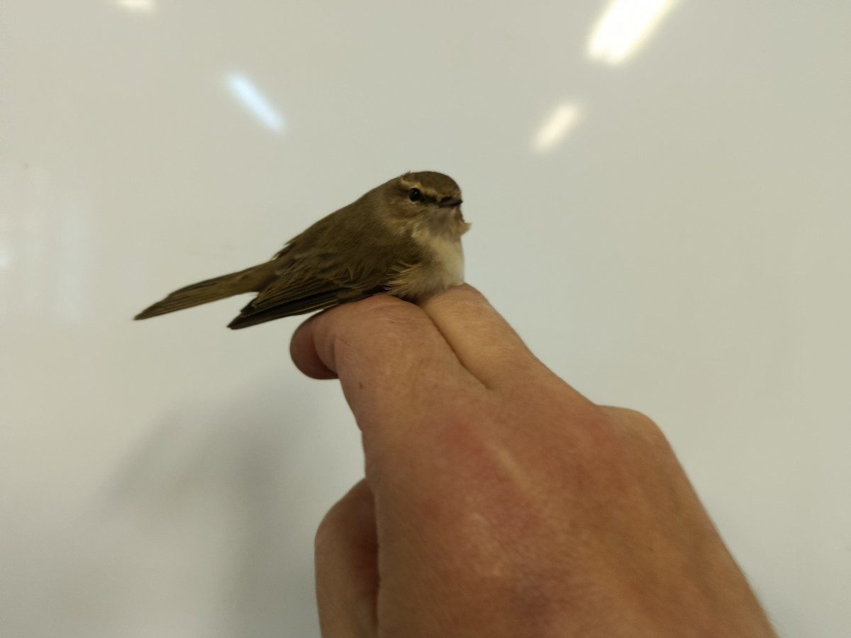 Common Chiffchaff (Siberian) - ML643065159