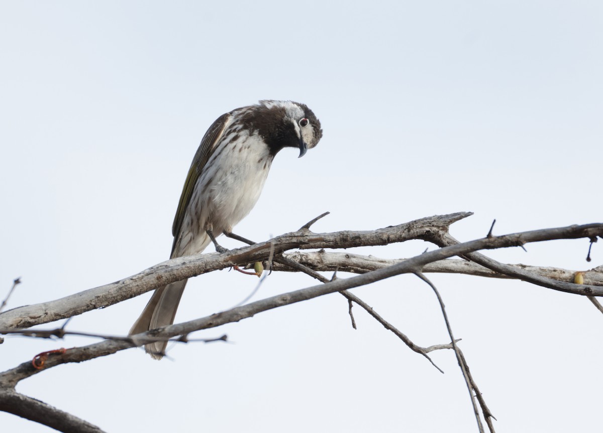 White-fronted Honeyeater - ML643065168