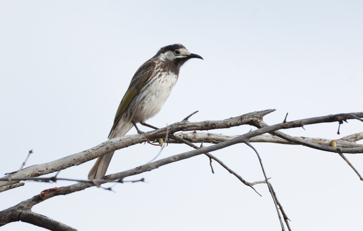 White-fronted Honeyeater - ML643065177