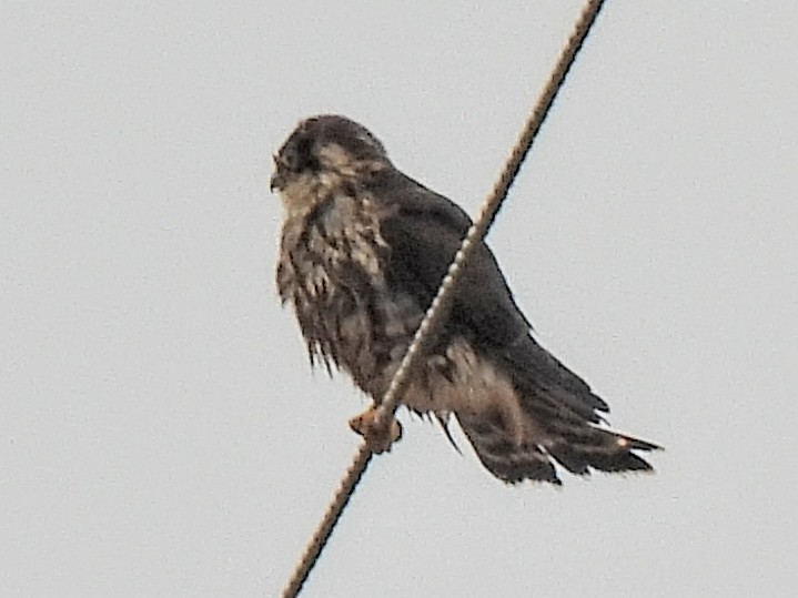 Merlin - ML643065180