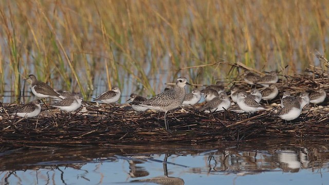 American Golden-Plover - ML643065205