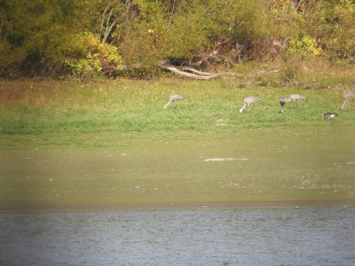 jeřáb kanadský - ML643065213