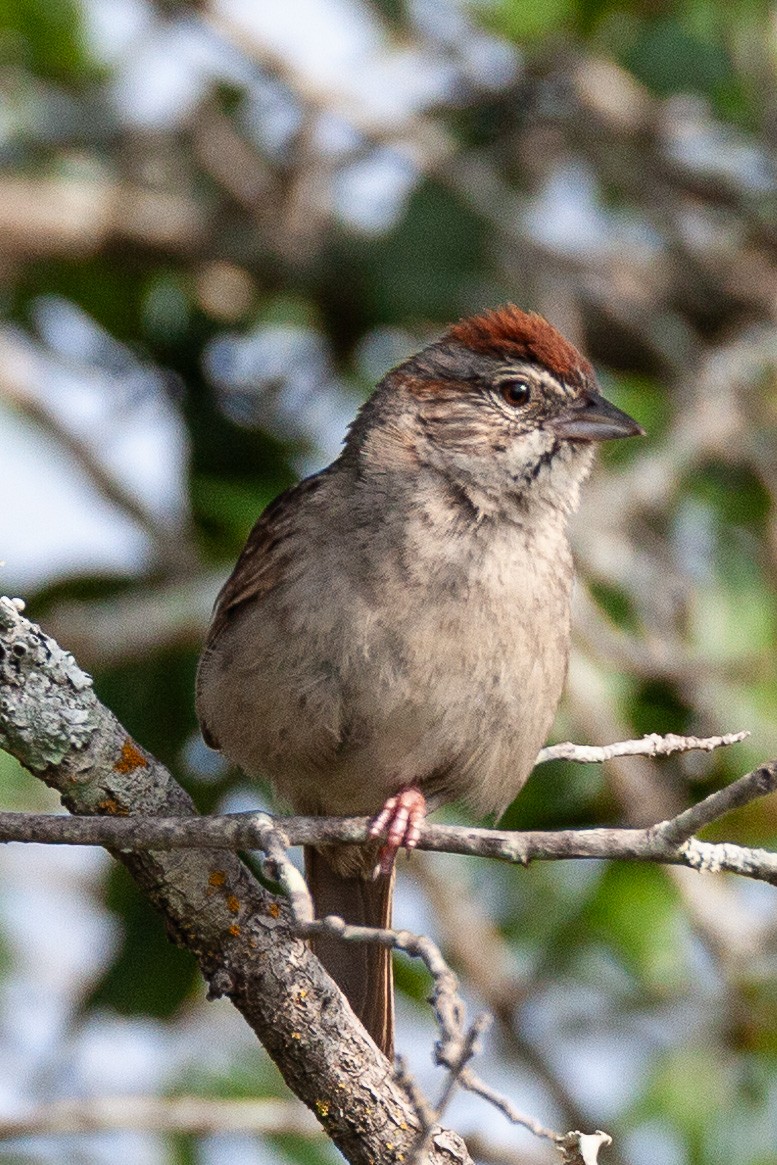 Rufous-crowned Sparrow - ML643065216