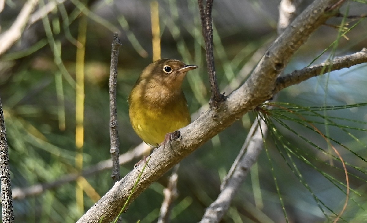 Connecticut Warbler - ML643065269