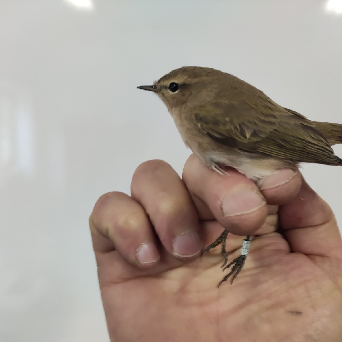 budníček menší (ssp. tristis) - ML643065272