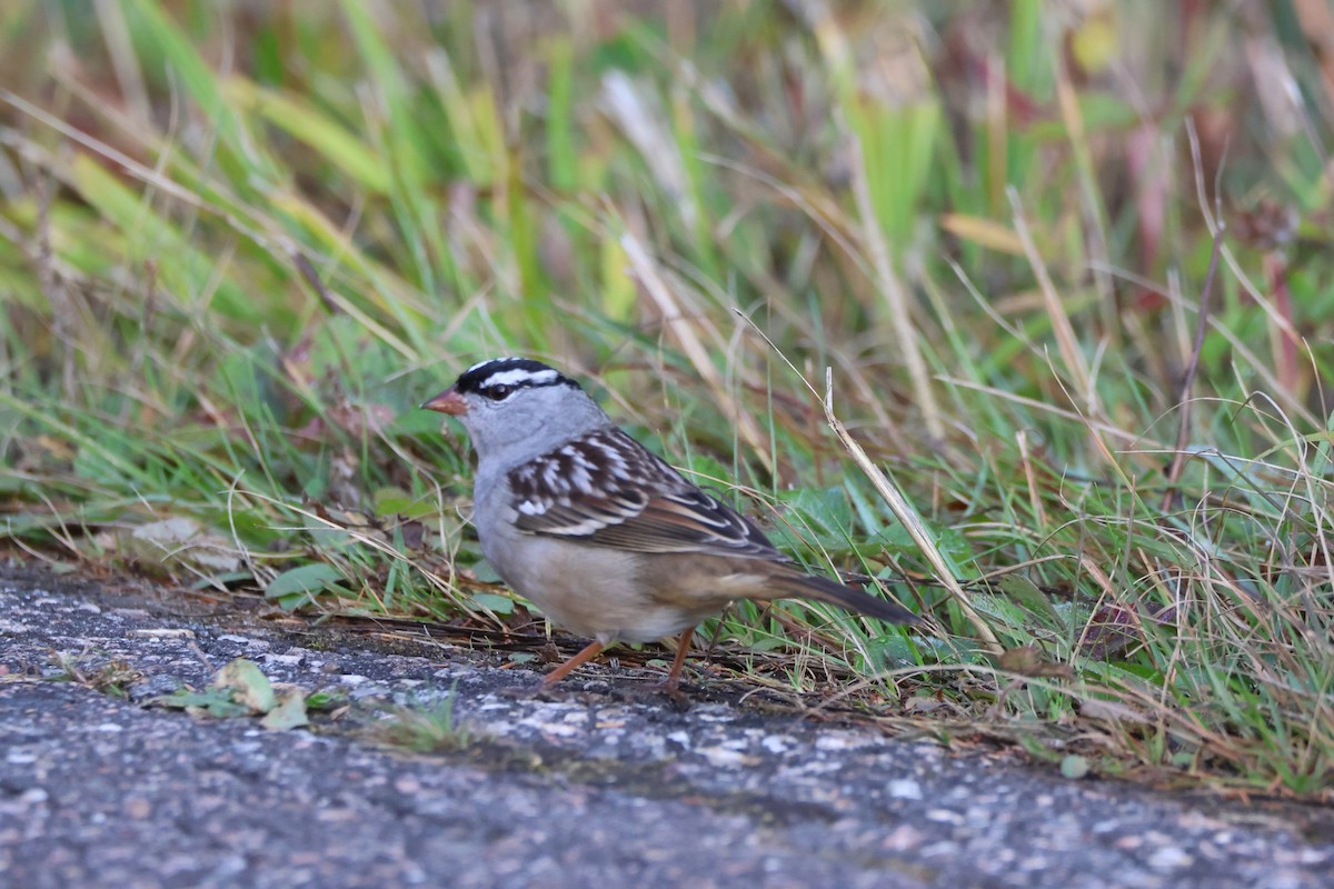 White-crowned Sparrow - ML643065274