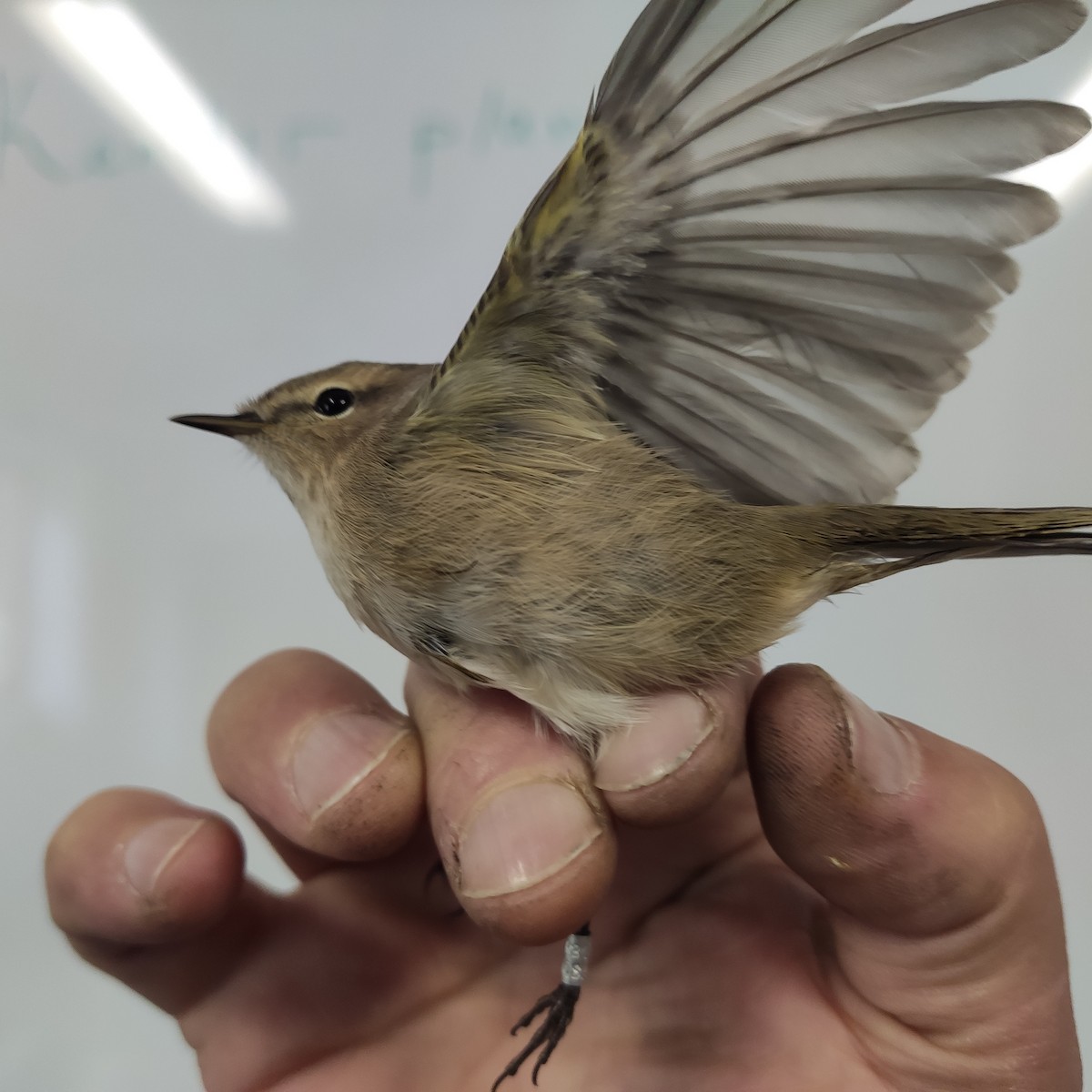 budníček menší (ssp. tristis) - ML643065275