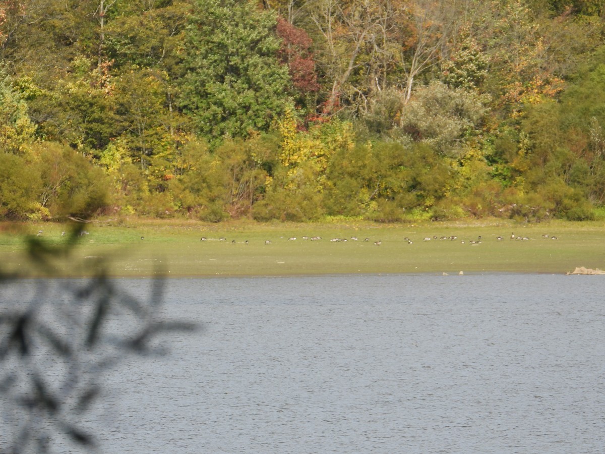 berneška velká - ML643065288