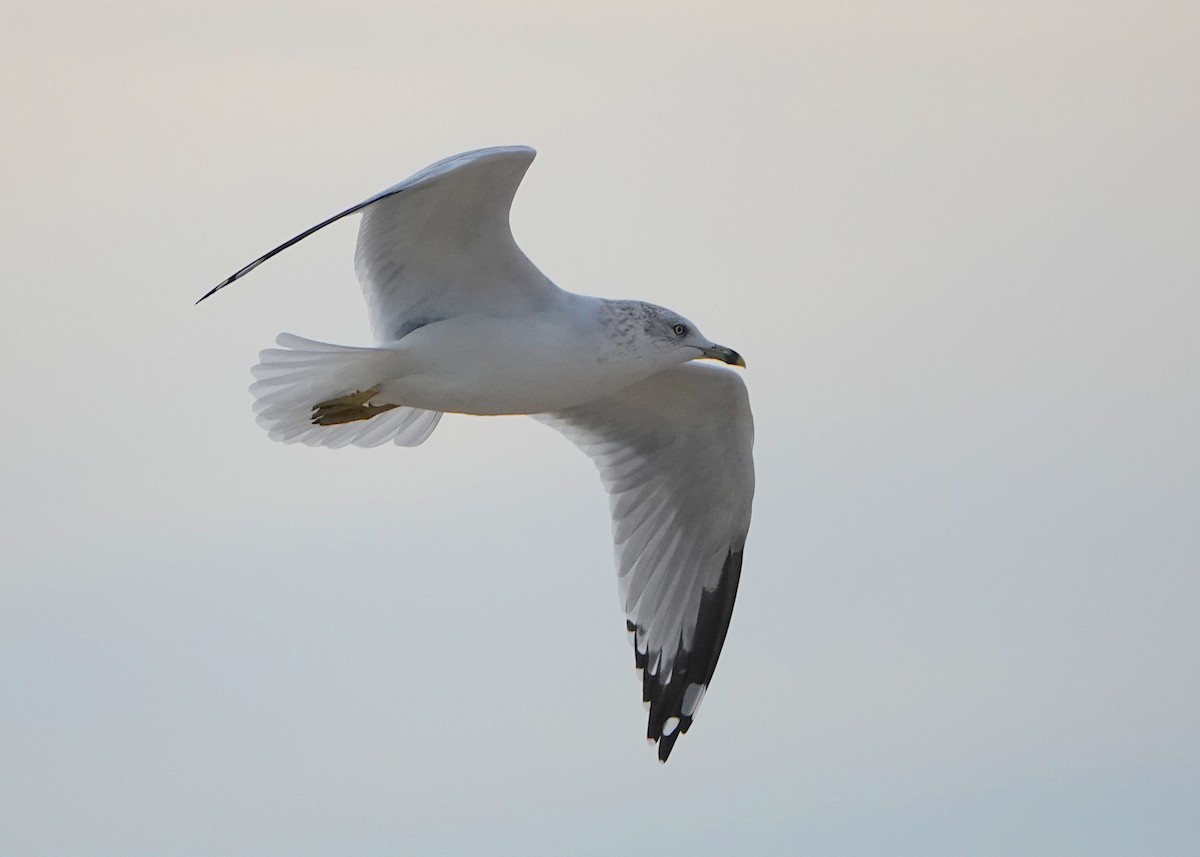 Ring-billed Gull - ML643065291